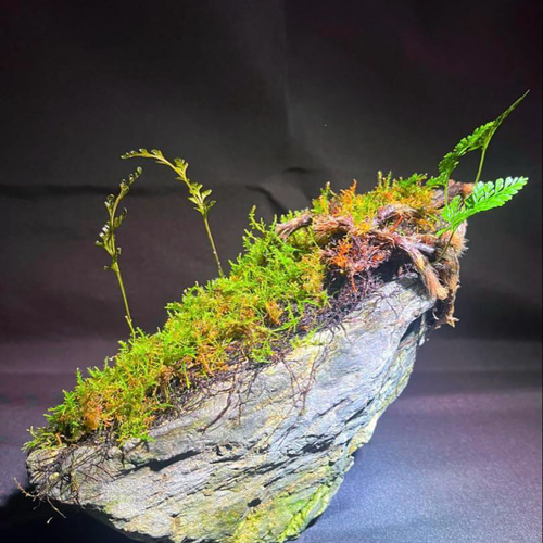 苔　苔石　風山石　パルダリウム　インドアグリーン 苔石 風山石 その他アート ともや 通販 19376852｜Creema(クリーマ)