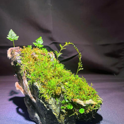 苔石 溶岩石 その他アート ともや 通販 19376853｜Creema(クリーマ