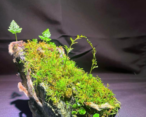 苔　苔石　風山石　パルダリウム　インドアグリーン ddb219187ad93d1258e2660202da80