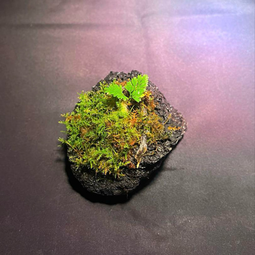 苔石 溶岩石 その他アート ともや 通販 19376853｜Creema(クリーマ