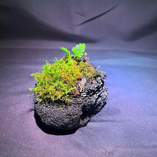 苔石 溶岩石 その他アート ともや 通販 19376853｜Creema(クリーマ)