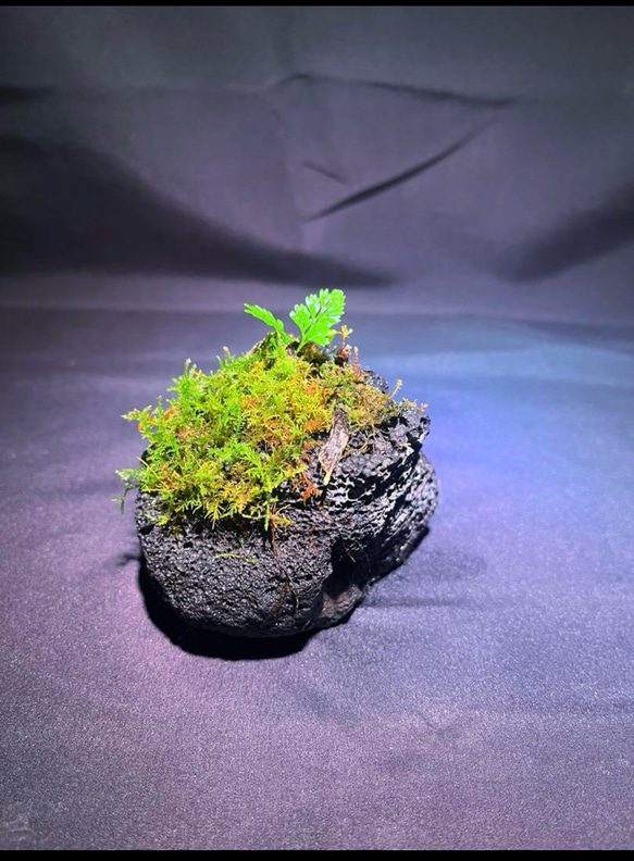 苔石 溶岩石 その他アート ともや 通販 19376853｜Creema(クリーマ