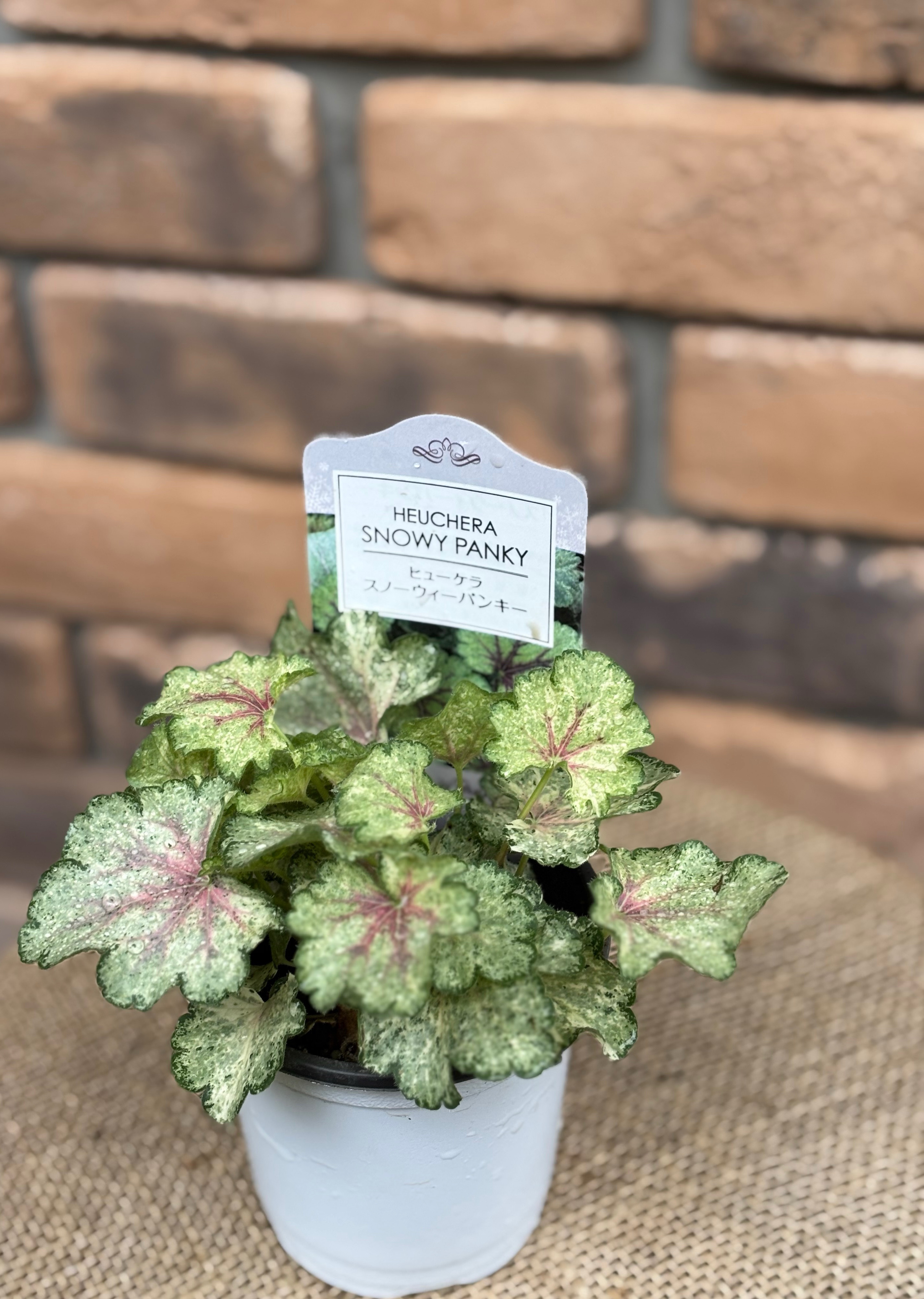 苗【現品発送】 スノーウィーパンキー ヒューケラ