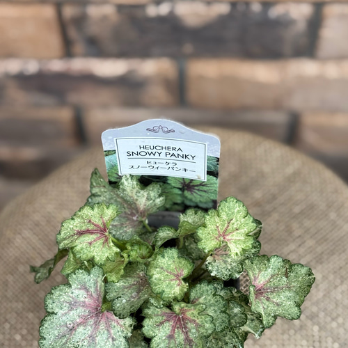 再販 新品種 ヒューケラ「スノーウィーパンキー」 その他素材 Comu