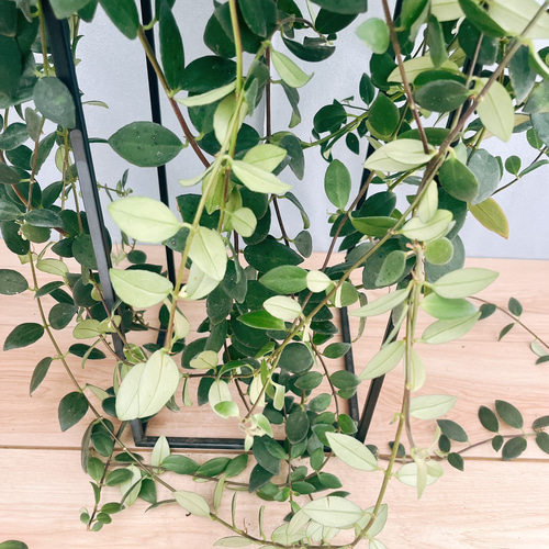 現品］100番 エスキナンサス ラディカンス 5号 観葉植物 室内