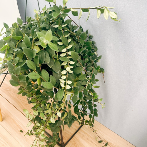 現品］100番 エスキナンサス ラディカンス 5号 観葉植物 室内