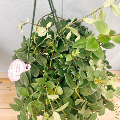 現品］2番 エスキナンサス ラディカンス 5号 観葉植物 室内 吊り
