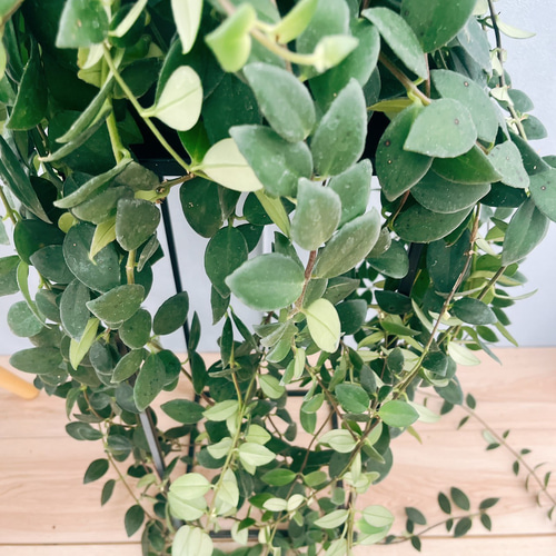 現品］100番 エスキナンサス ラディカンス 5号 観葉植物 室内
