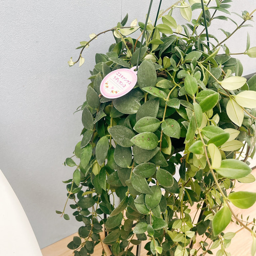 現品］2番 エスキナンサス ラディカンス 5号 観葉植物 室内 吊り