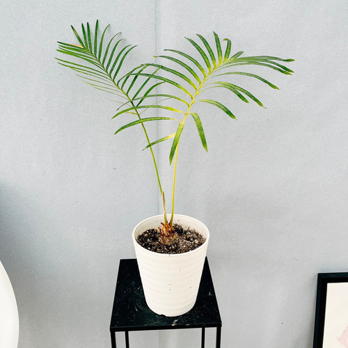 現品］【希少】26番 サイカス タイシルバー 実生 蘇轍 観葉植物 レア 6