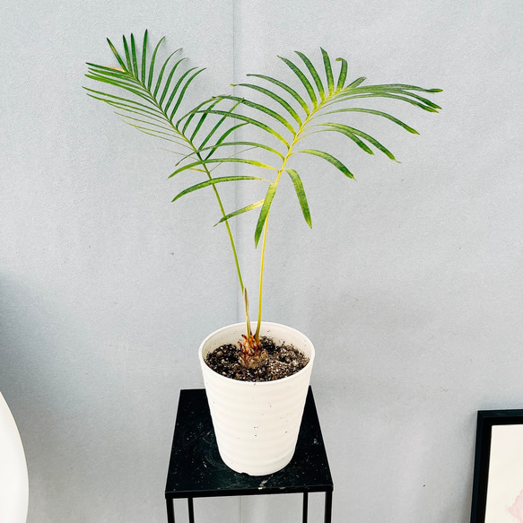 サイカス　タイシルバー　５号鉢 サイカス タイシルバー 5号鉢 現品］【希少】26番 サイカス