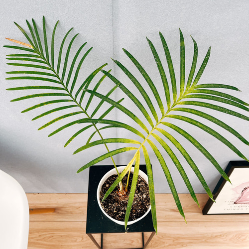 現品］【希少】26番 サイカス タイシルバー 実生 蘇轍 観葉植物