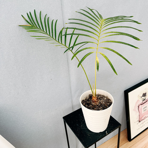 現品］【希少】26番 サイカス タイシルバー 実生 蘇轍 観葉植物 レア 6