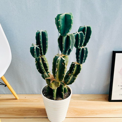 現品］☆人気☆ 13番 柱サボテン 鬼面角 ブランチ 8号 観葉植物 室内