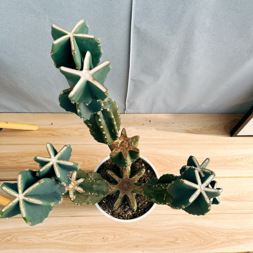 現品］☆人気☆ 13番 柱サボテン 鬼面角 ブランチ 8号 観葉植物 室内