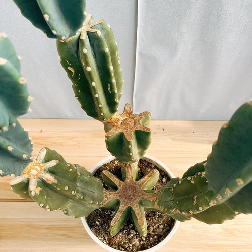 現品］☆人気☆ 13番 柱サボテン 鬼面角 ブランチ 8号 観葉植物 室内