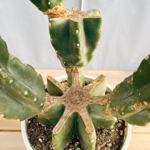 現品］☆人気☆ 13番 柱サボテン 鬼面角 ブランチ 8号 観葉植物 室内