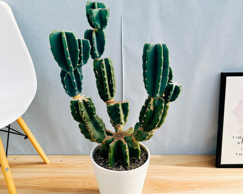 ［現品］13番　柱サボテン　鬼面角 ブランチ　8号　観葉植物　室内　多肉　人気 現品］7番 柱サボテン 鬼面角 ブランチ 8号 観葉植物 室内 おしゃれ