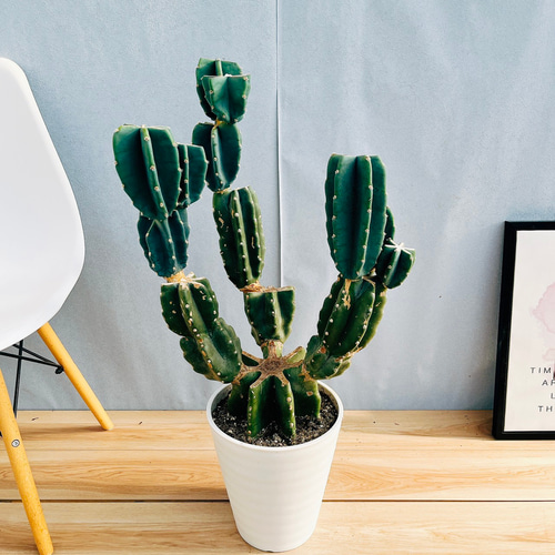 現品］☆人気☆ 13番 柱サボテン 鬼面角 ブランチ 8号 観葉植物 室内