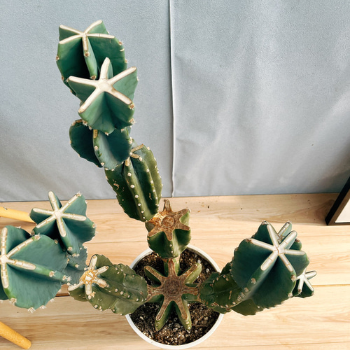 現品］☆人気☆ 13番 柱サボテン 鬼面角 ブランチ 8号 観葉植物 室内