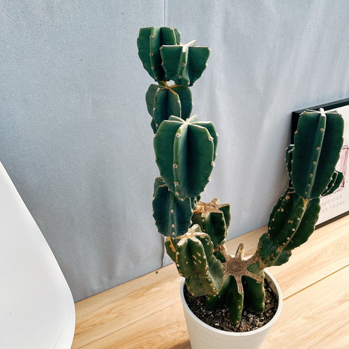 現品］☆人気☆ 13番 柱サボテン 鬼面角 ブランチ 8号 観葉植物