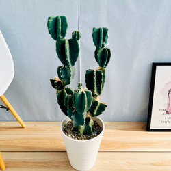 現品］☆人気☆ 85番 柱サボテン 鬼面角 ブランチ 8号 観葉植物 室内