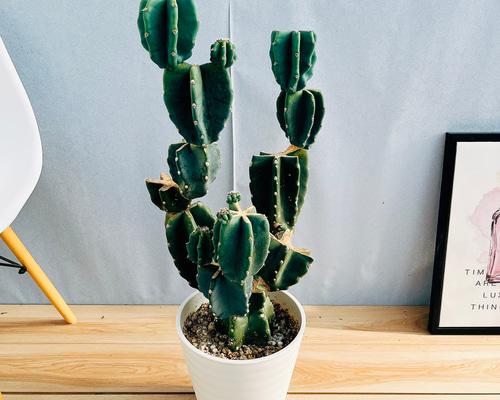 現品］☆人気☆ 85番 柱サボテン 鬼面角 ブランチ 8号 観葉植物 室内