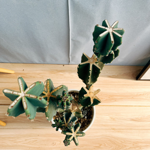 現品］☆人気☆ 85番 柱サボテン 鬼面角 ブランチ 8号 観葉植物 室内