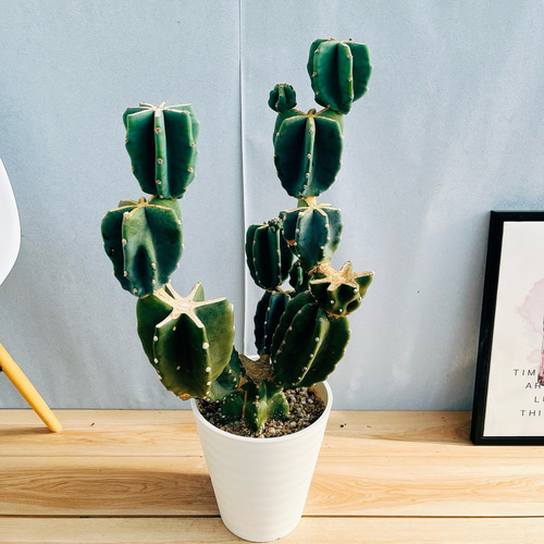 現品］☆人気☆ 85番 柱サボテン 鬼面角 ブランチ 8号 観葉植物 室内