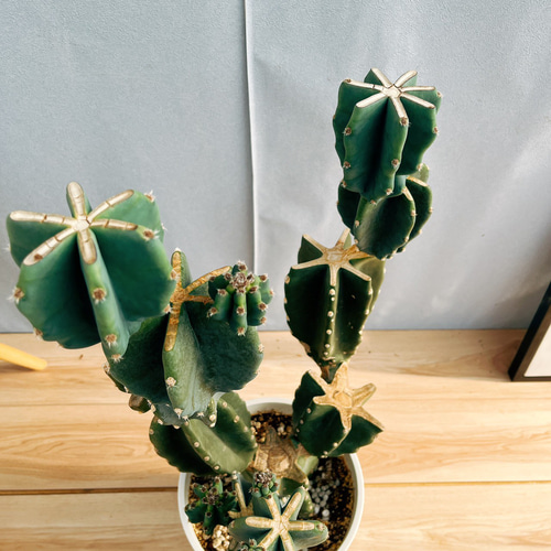 現品］☆人気☆ 85番 柱サボテン 鬼面角 ブランチ 8号 観葉植物 室内