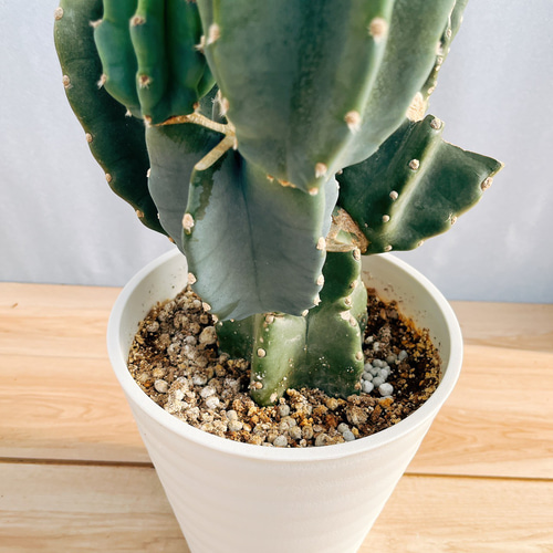 現品］☆人気☆ 85番 柱サボテン 鬼面角 ブランチ 8号 観葉植物 室内