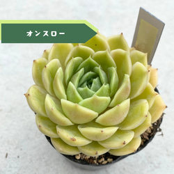 多肉植物　韓国苗　コールドブーケ　２株　発根済み コールドブーケ むちむちになってきた💐💐💐 本日もお疲れさまでした