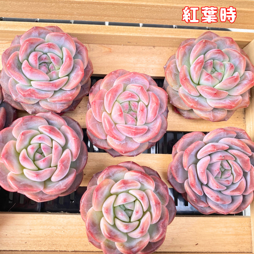 sale☆1苗【7.5cmポット/クリスタルレイク】中苗 輸入苗 多肉植物 多肉