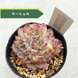 1苗【6cmpot/マルガンhyb】中苗 輸入苗 多肉植物 多肉植物 多肉植物