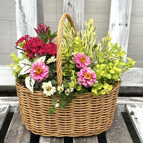 ジニア＆ペンタス」夏に強い！お花の寄せ植え※寄せ植えセット