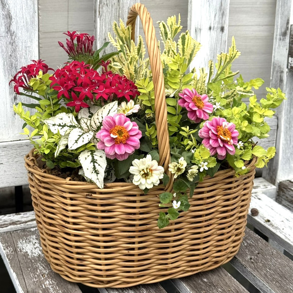 ベニスの花 ジニア＆ペンタス」夏に強い！お花の寄せ植え※寄せ植え完成品 鉢花