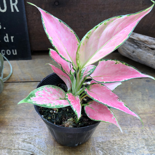 アグラオネマ♡ロッソ♡観葉植物♡幸せを招く宝石♡ アートフラワー