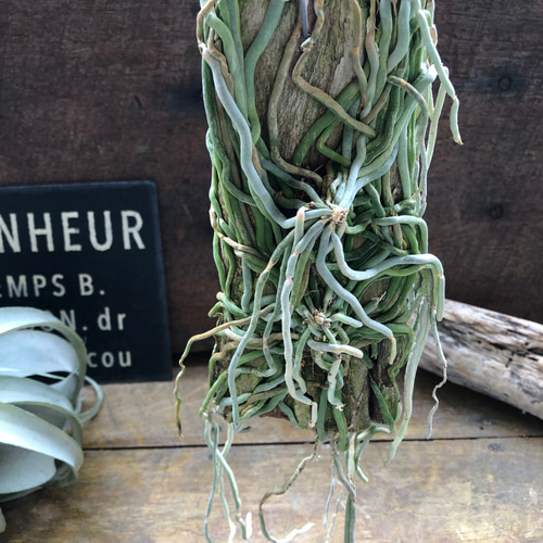 キロスキスタ ビリディフラバ ♡ 着生植物 珍しい 着生蘭 着生