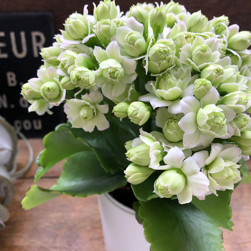 カランコエ 白い花 白いクイーン・カランコエが咲いた。2019年。花: 02memo日記