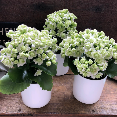 ホワイト♡カランコエ♡豪華な多肉植物♡パリ♡八重咲き♡インテリア