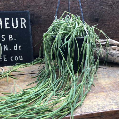 HOYA リネアリス　吊り ホヤ リネアリス♡吊り下げ♡観葉植物♡垂れ下がり アートフラワー
