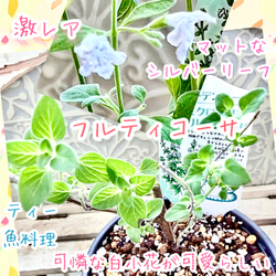 激レアすぎて フルティコーサ 苗 ミクロメリア属 株分け ハーブ ミント
