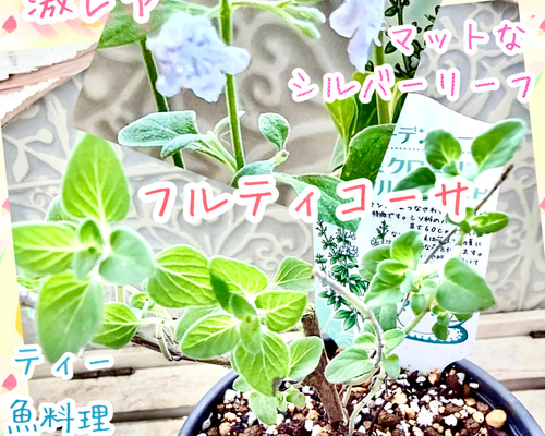 激レアすぎて フルティコーサ 苗 ミクロメリア属 株分け ハーブ ミント