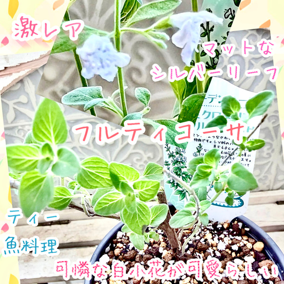 激レアすぎて フルティコーサ 苗 ミクロメリア属 株分け ハーブ ミント
