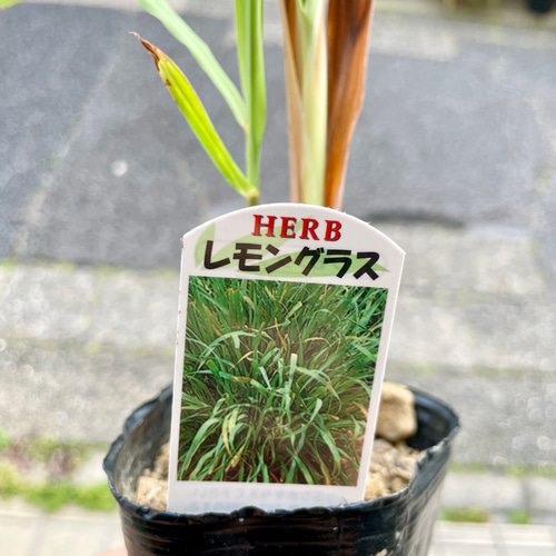 鉢ごと発送 レモングラス苗（3号ポット）｜料理やハーブティーに