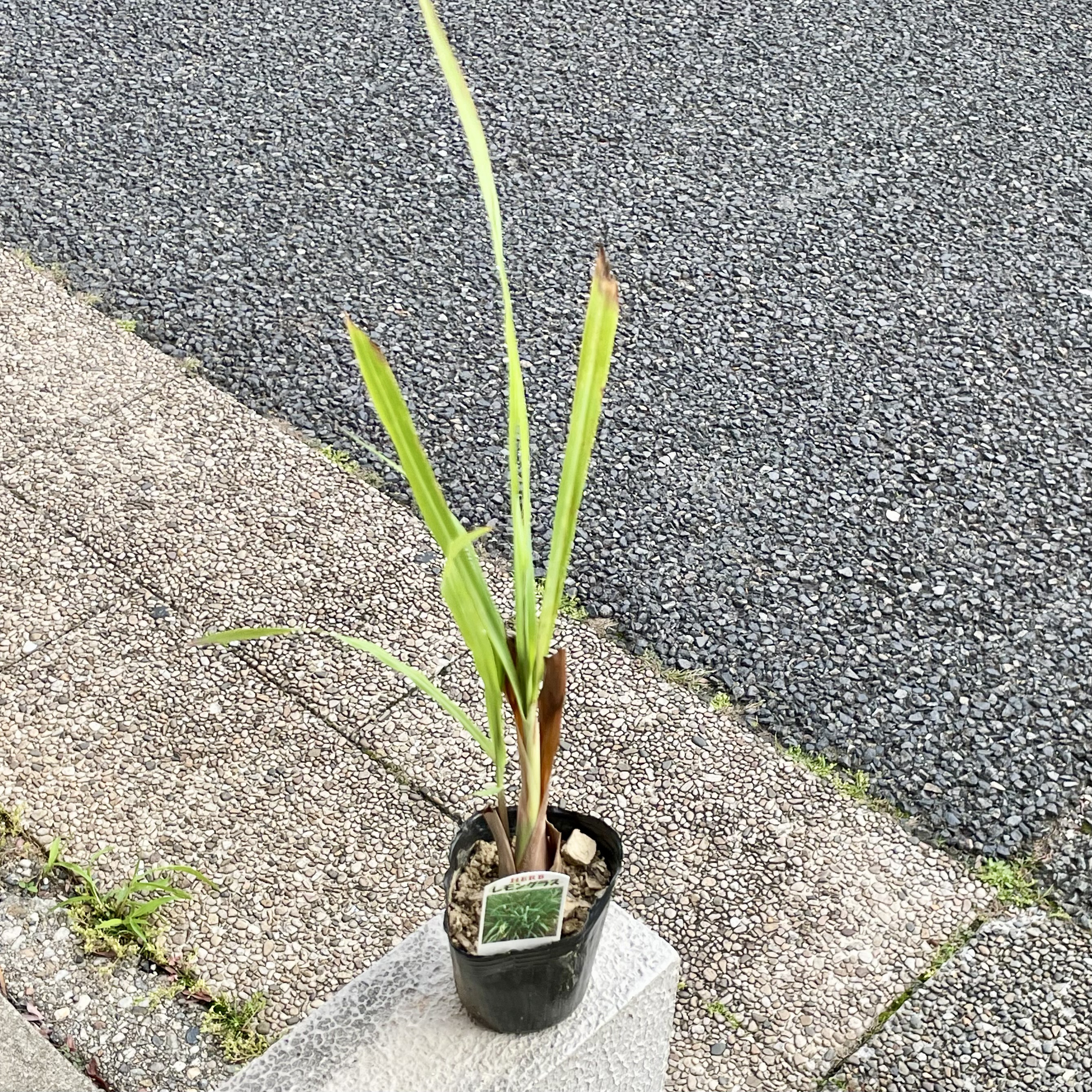 鉢ごと発送 レモングラス苗（3号ポット）｜料理やハーブティーに