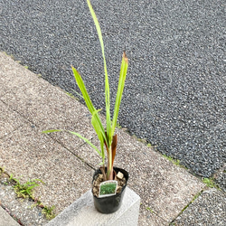 鉢ごと発送 レモングラス苗（3号ポット）｜料理やハーブティーに◎香り