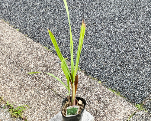 無農薬 レモングラス 抜き苗 3本  東京から発送☆ 鉢ごと発送 レモングラス苗（3号ポット）｜料理やハーブティーに