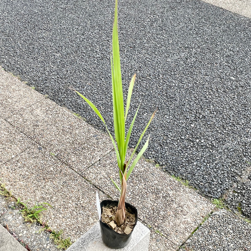 鉢ごと発送 レモングラス苗（3号ポット）｜料理やハーブティーに◎香り