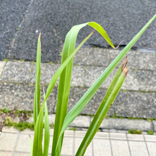 鉢ごと発送 レモングラス苗（3号ポット）｜料理やハーブティーに